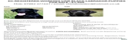 Labrador Retriever dogs for sale: KC REGISTERED WORKING LINE BLACK LABRADOR PUPPIES  - Advert 8