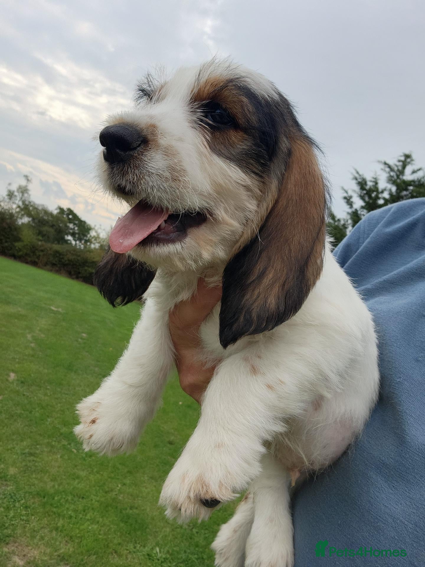 Basset Griffon Vendeen dogs Griffon grand bassets  - Advert 1
