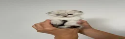 Scottish Fold cats for sale: PUREBRED SCOTTISH FOOD LONGHAIR & SHORTHAIR KITTEN - Advert 31