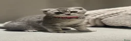 Scottish Fold cats for sale: Scottish Fold in London - Advert 3
