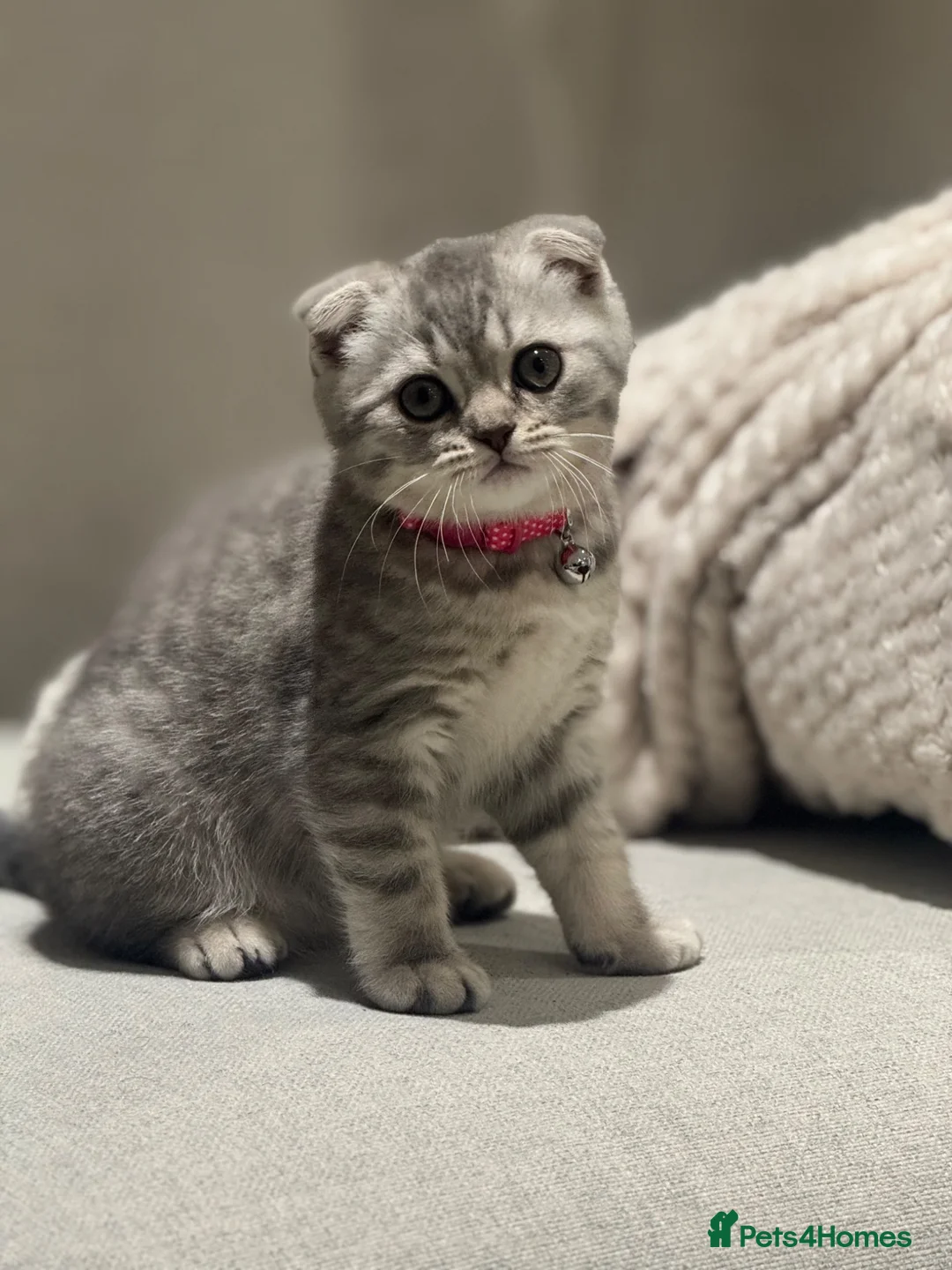 Scottish Fold cats for sale: Scottish Fold in London - Advert 3