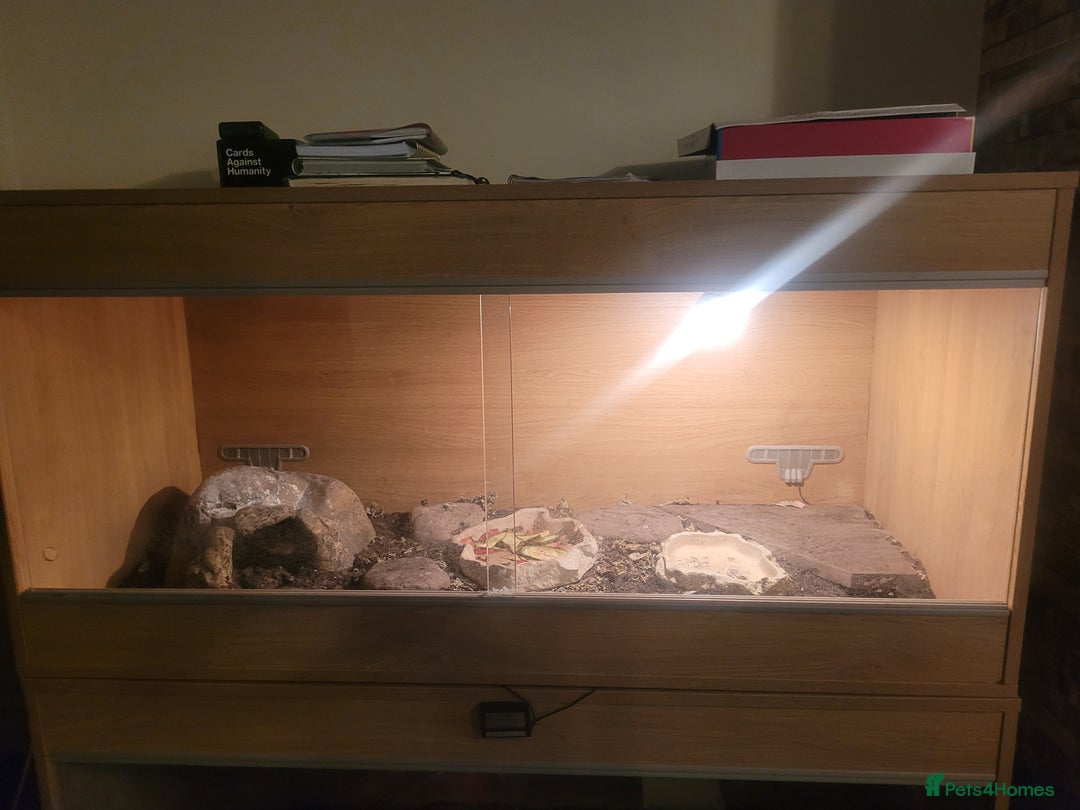 Hermann Tortoise reptiles for sale: Herman's 6yrs and viv - Advert 2