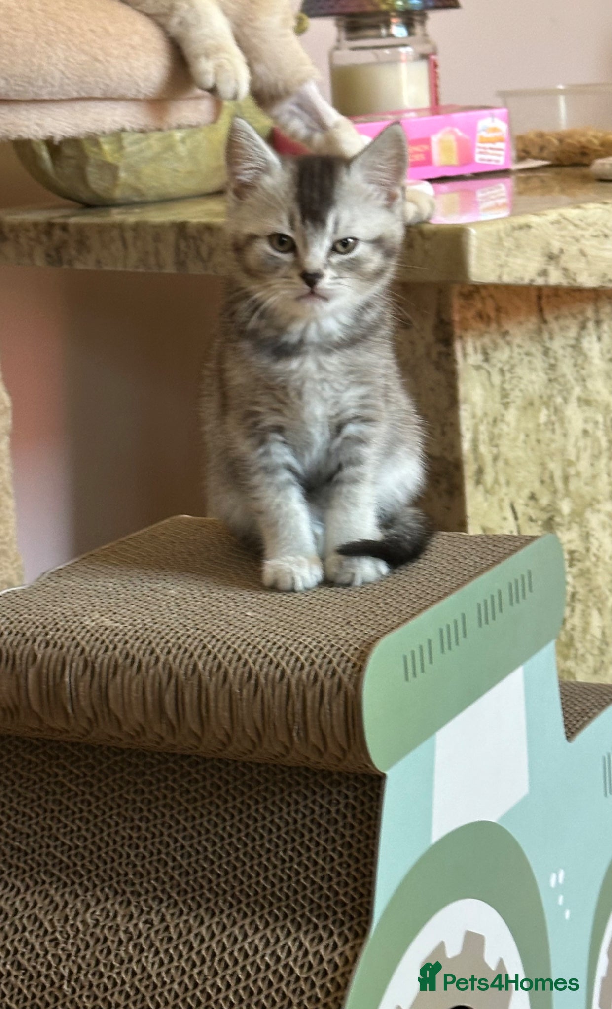Mixed Breed cats British short hair x domestic shorthair  - Advert 17