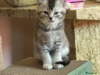 Mixed Breed cats British short hair x domestic shorthair - Advert 17