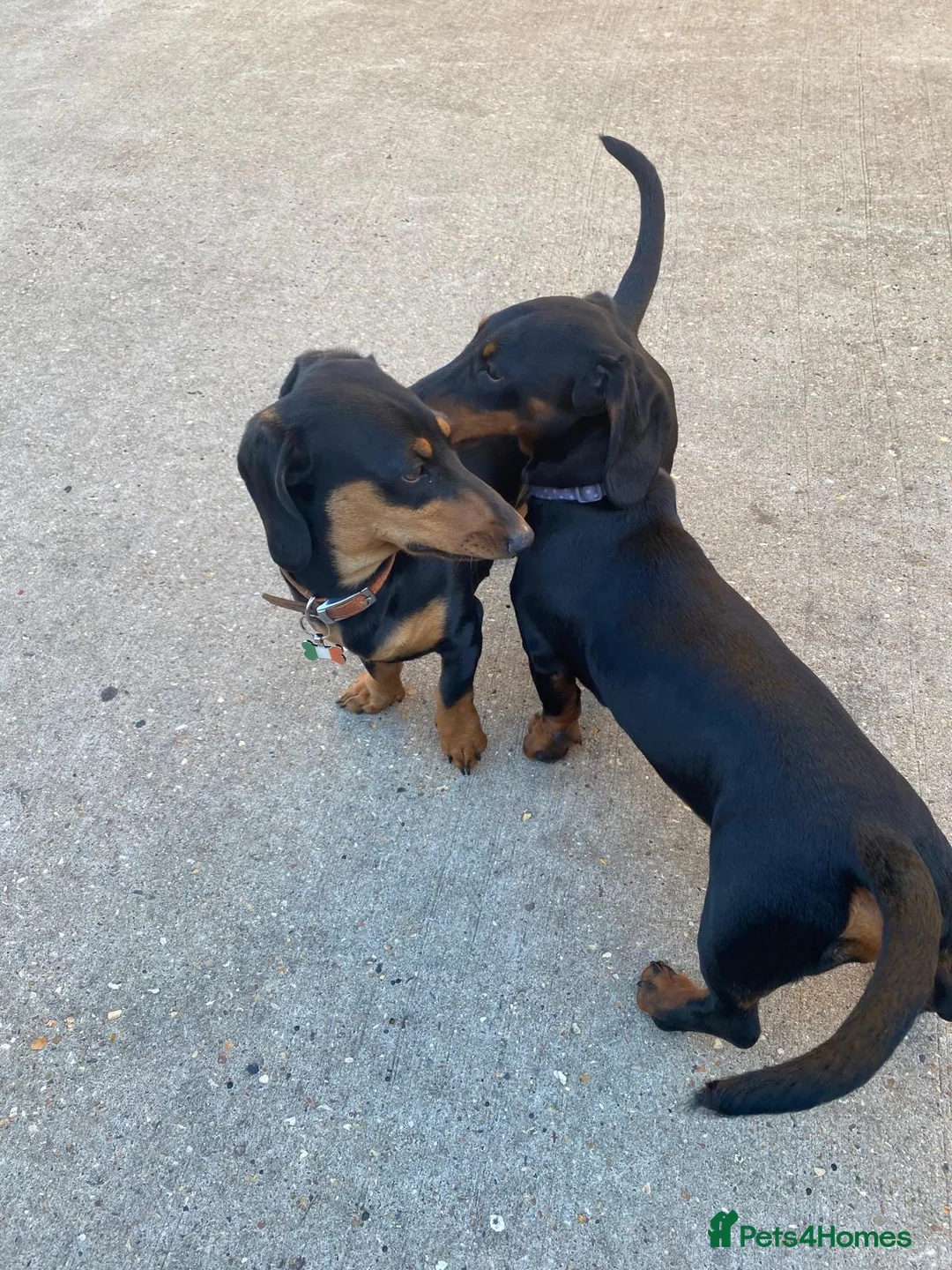 Dachshund dogs for sale: 5 dachshunds for sale  in London - Advert 1