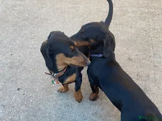 Dachshund dogs 5 dachshunds for sale in London - Advert 1