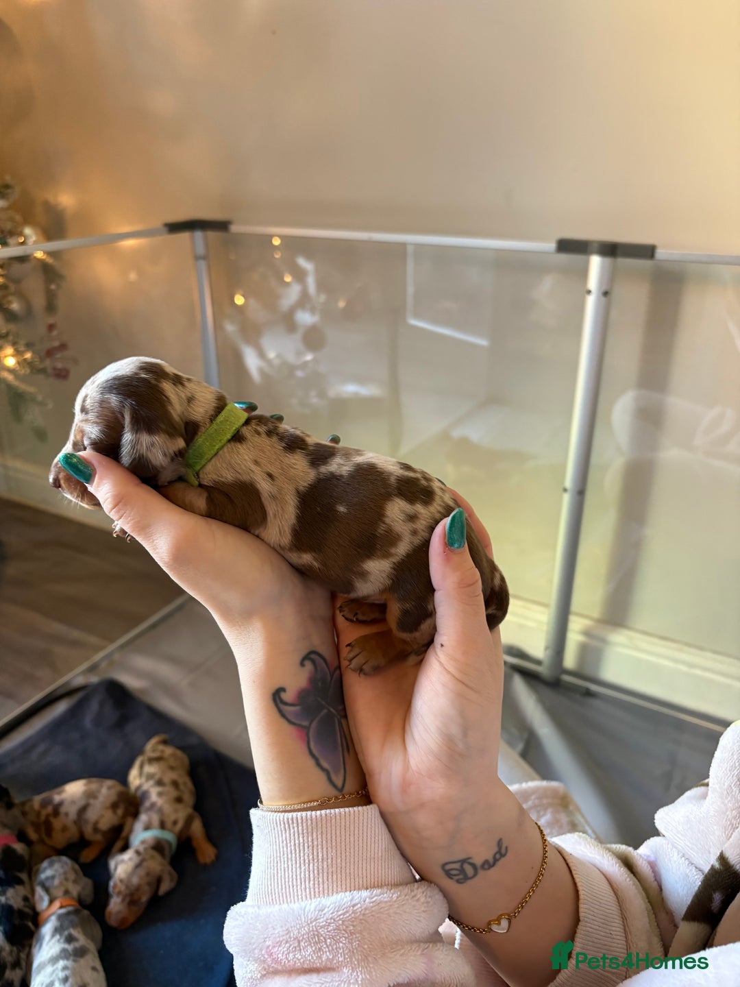 Miniature Dachshund dogs for sale: Miniature dachshund  - Advert 9