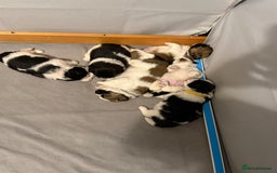 Mixed Breed dogs for sale: 6 beautiful Shih Tzu/Pomerianian puppies !  - Image 21