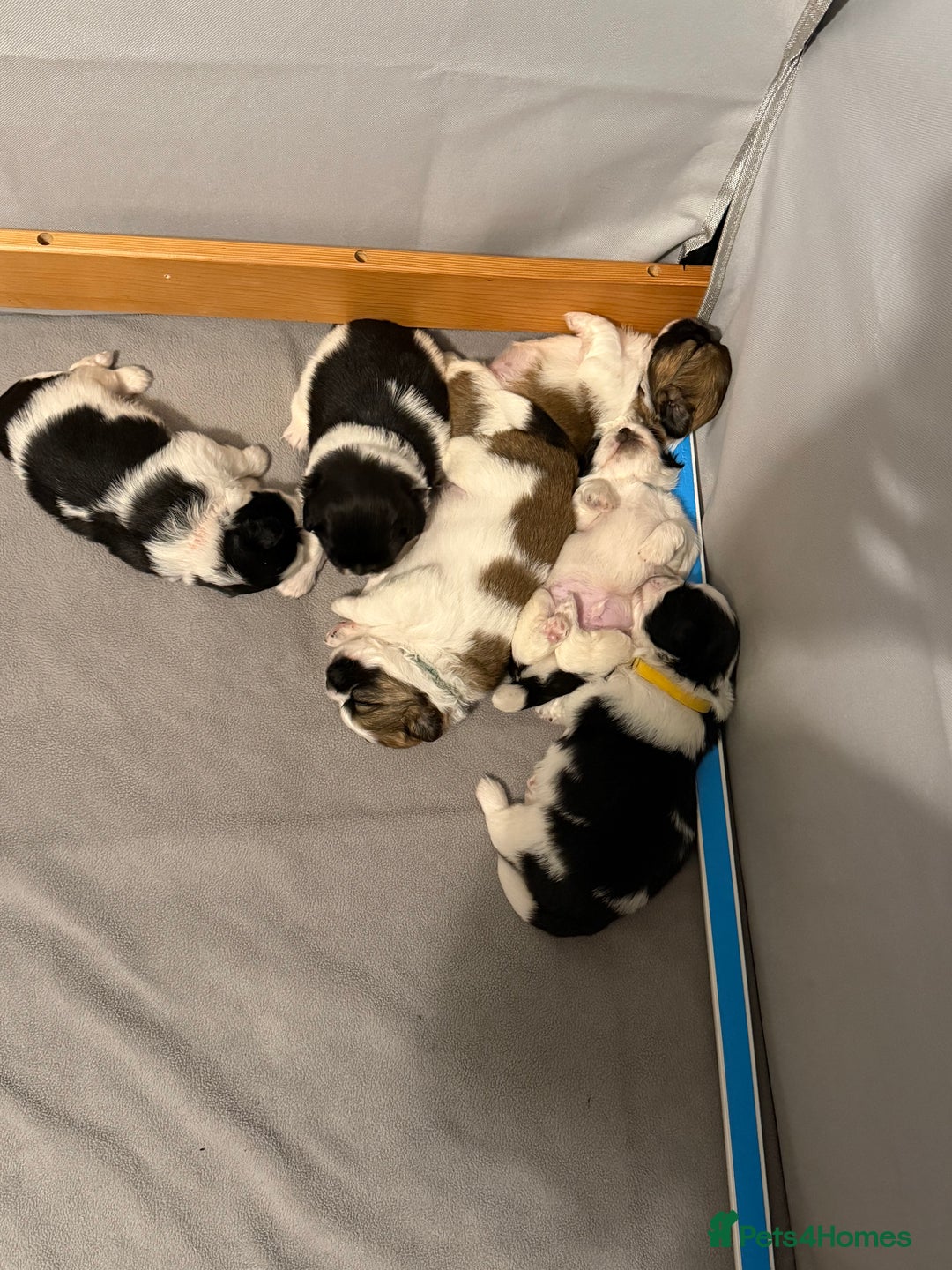 Mixed Breed dogs for sale: 6 beautiful Shih Tzu/Pomerianian puppies !  - Image 21