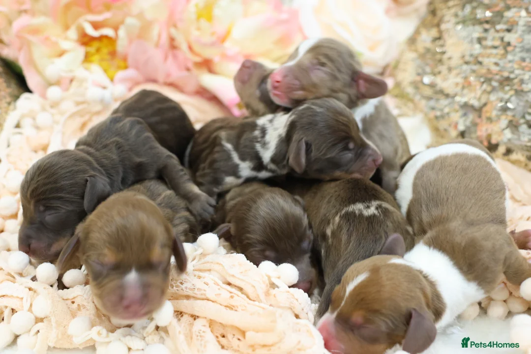 Miniature Dachshund dogs for sale: KC Miniature Dachshund Puppies - Advert 1