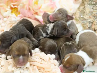 Miniature Dachshund dogs KC Miniature Dachshund Puppies - Advert 1