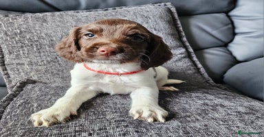 English Springer Spaniel dogs - Advert 4