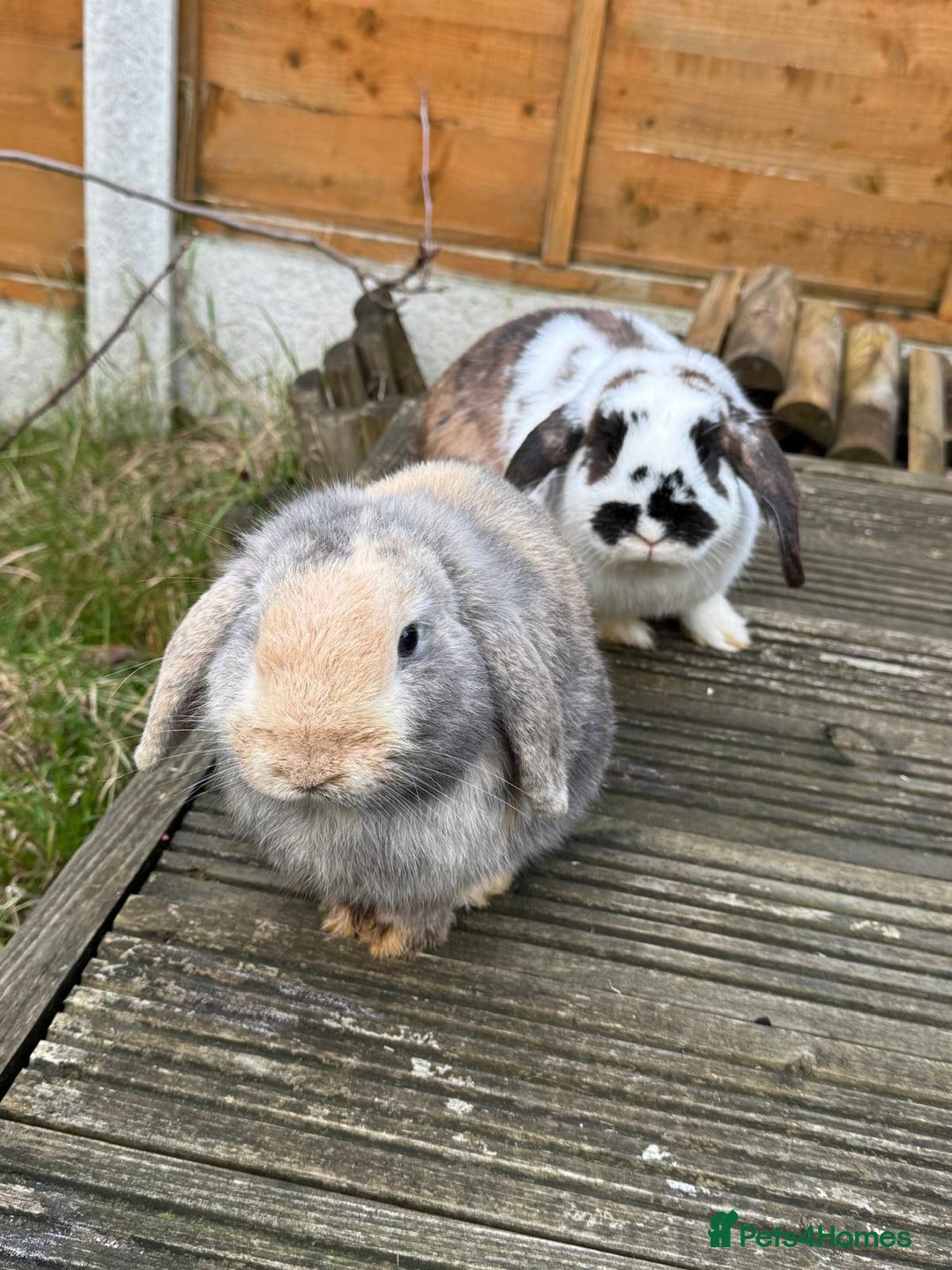 Mini Lop rabbits for sale: Male Mini Lops - Advert 9