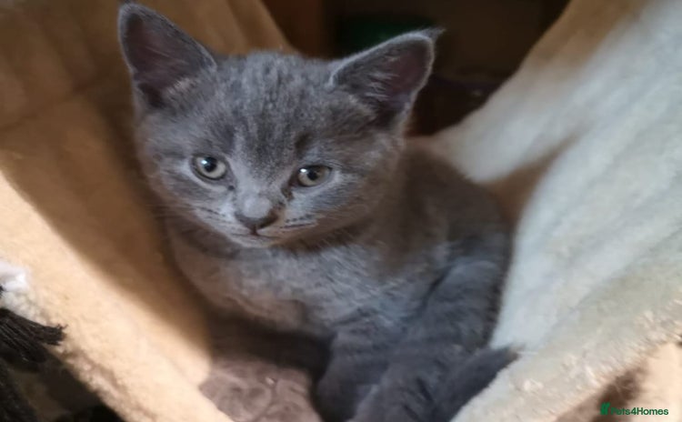 Russian Blue cats - Advert 1