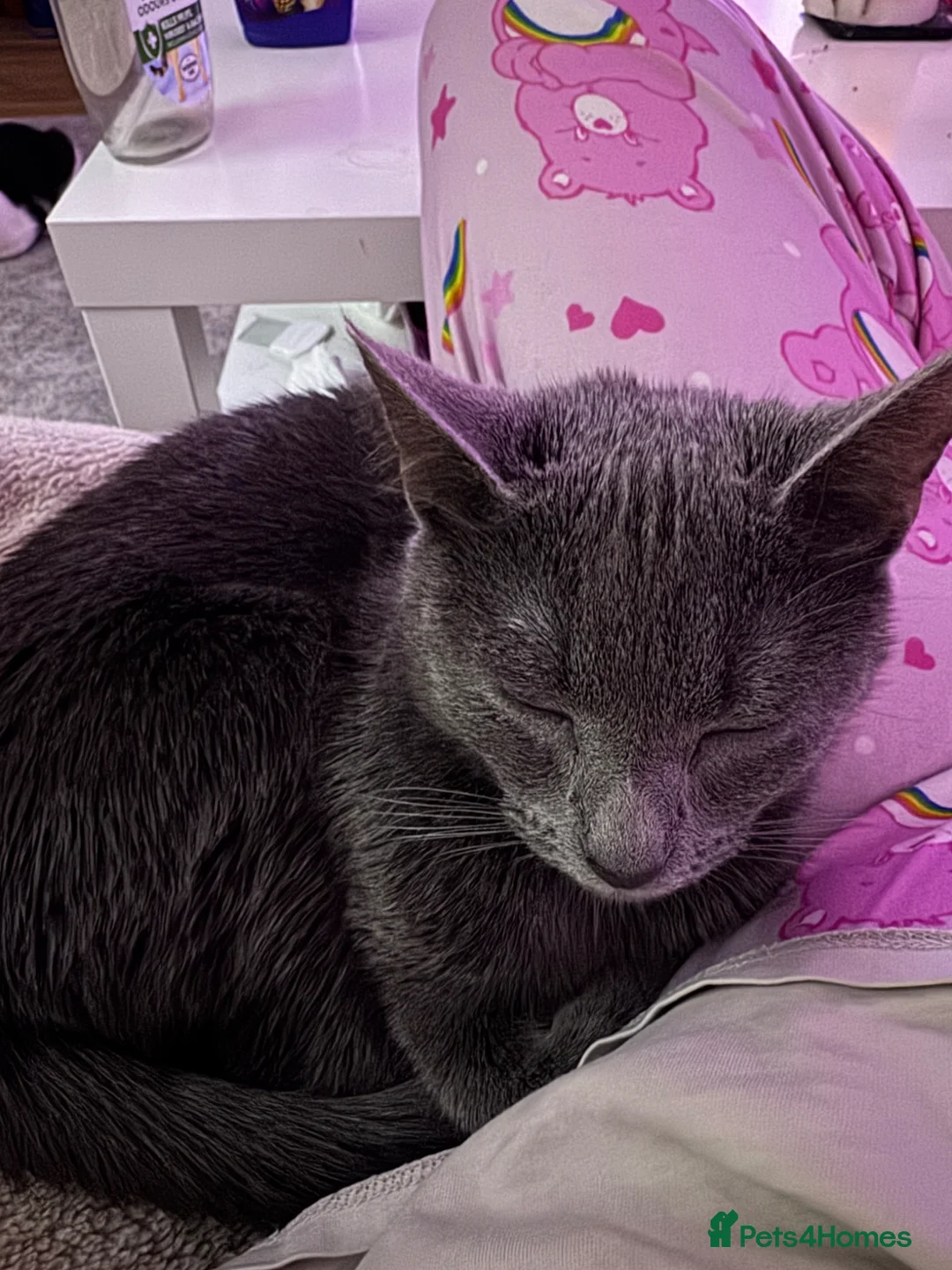 Russian Blue cats for sale: Mum cat and kitten in Bristol - Advert 2