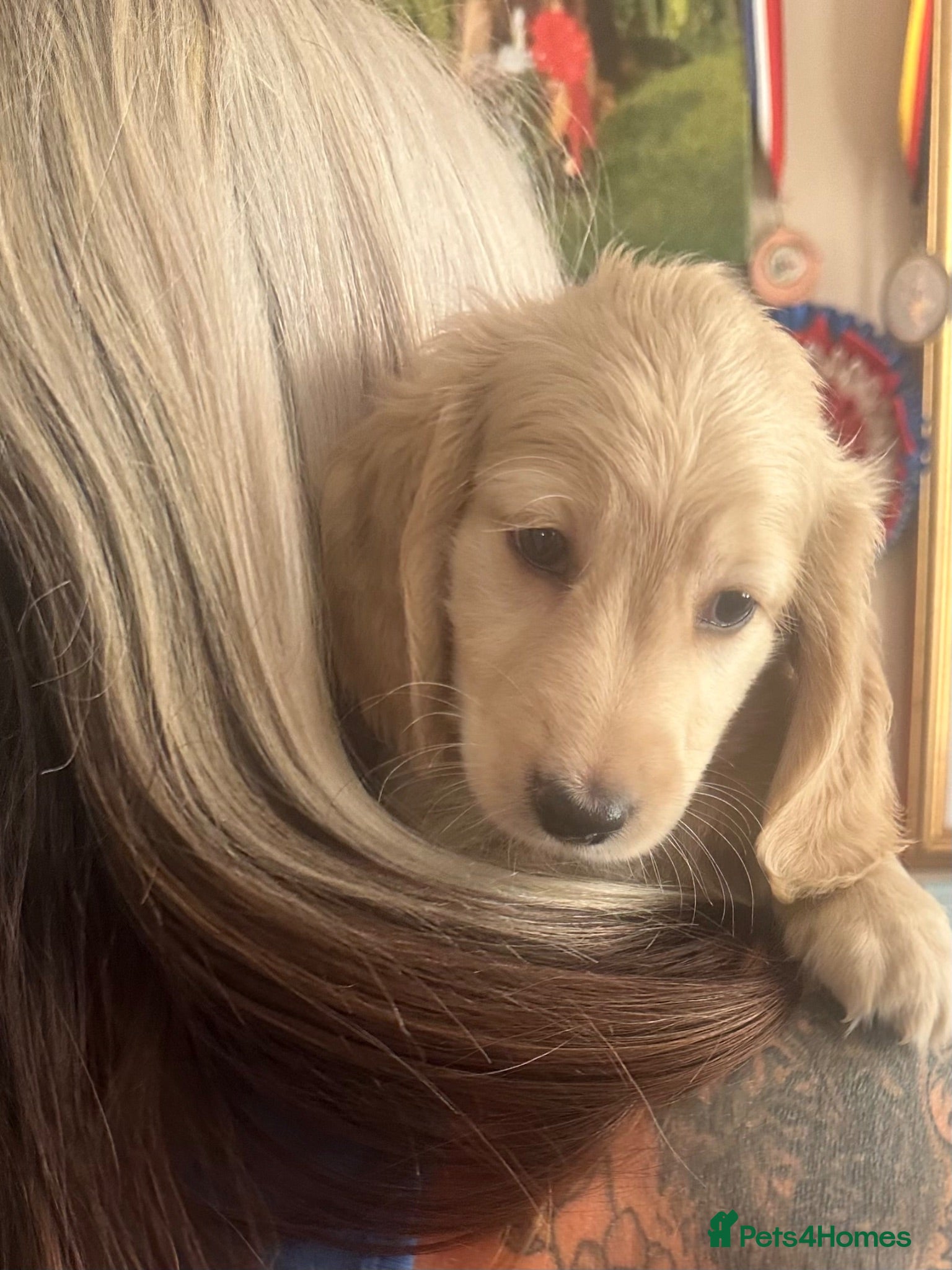 Miniature Dachshund dogs KC REG Miniature LH Dachshund puppies for sale  - Advert 2