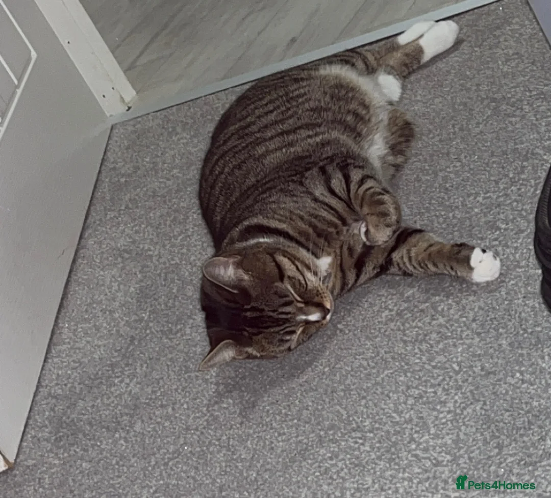 Mixed Breed cats for sale: 1 year old female cat in Sheffield - Advert 3