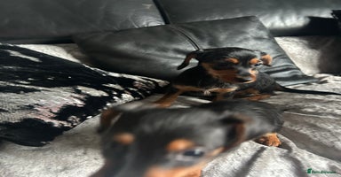 Mixed Breed dogs - Advert 10