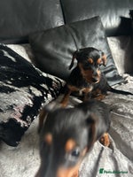 Mixed Breed dogs - Advert 2