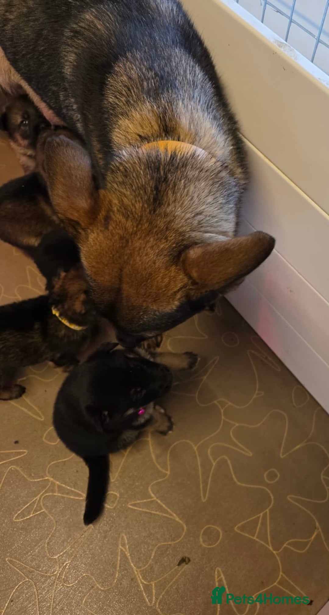 German Shepherd dogs for sale: KC Registered & Bred From Health Tested Parents  - Advert 24