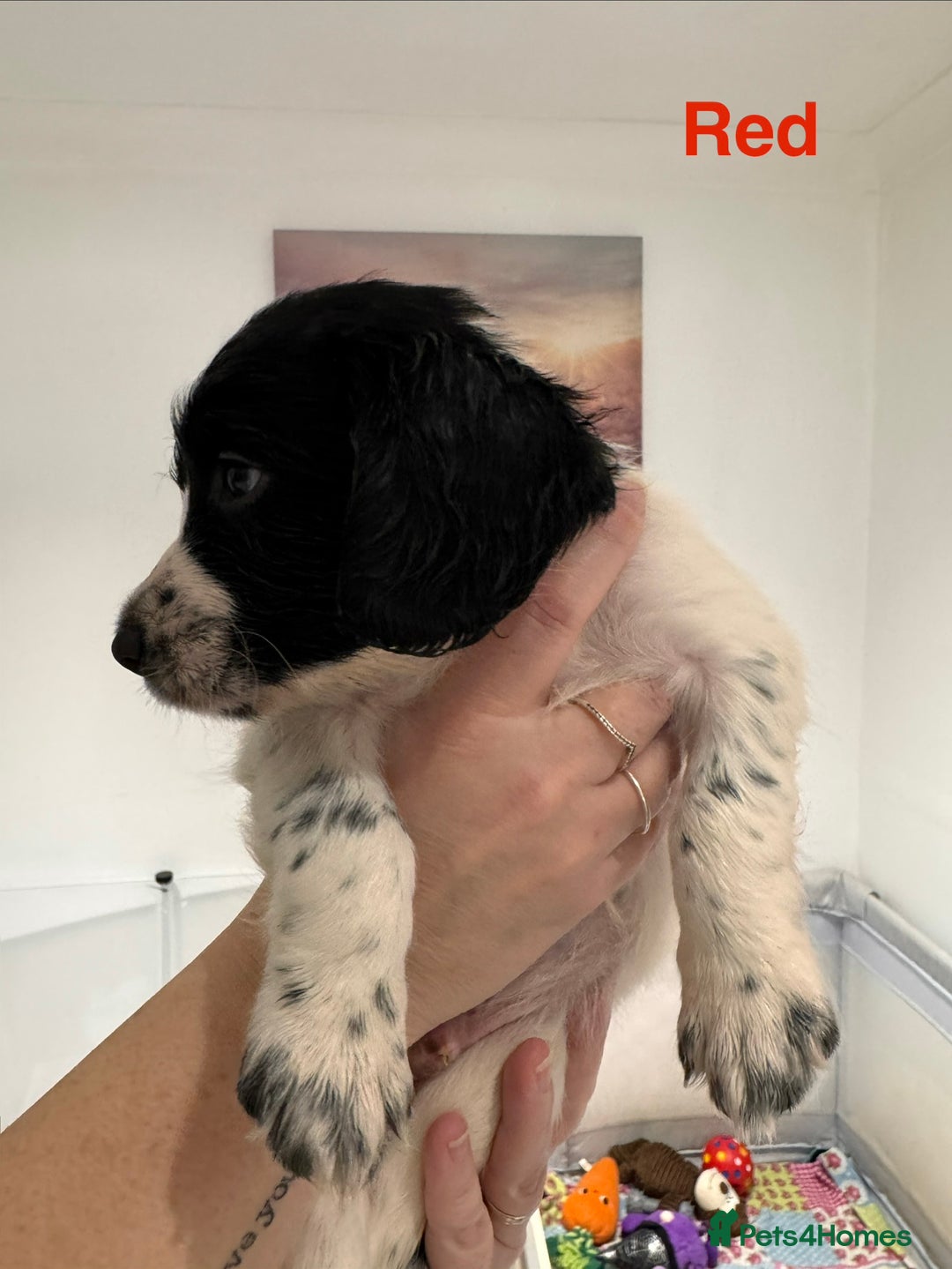 English Springer Spaniel dogs for sale: English Springer Spaniel Pups.  - Advert 19