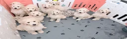 Standard Poodle dogs for sale: 🥇 White KC Standard Poodle Puppies – Ready Now ✨ - Advert 20