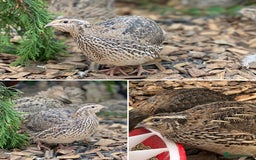 Quail poultry for sale: Healthy Quails for Sale! Eggs, Chicks  Adults - Image 10
