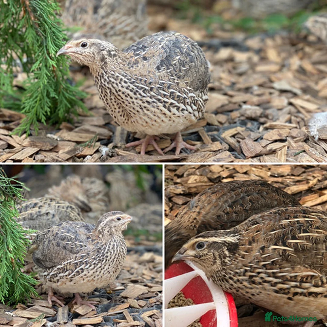 Quail poultry for sale: Healthy Quails for Sale! Eggs, Chicks  Adults - Advert 10
