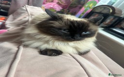 Ragdoll cats for sale: Seal point ragdoll cat  - Image 3