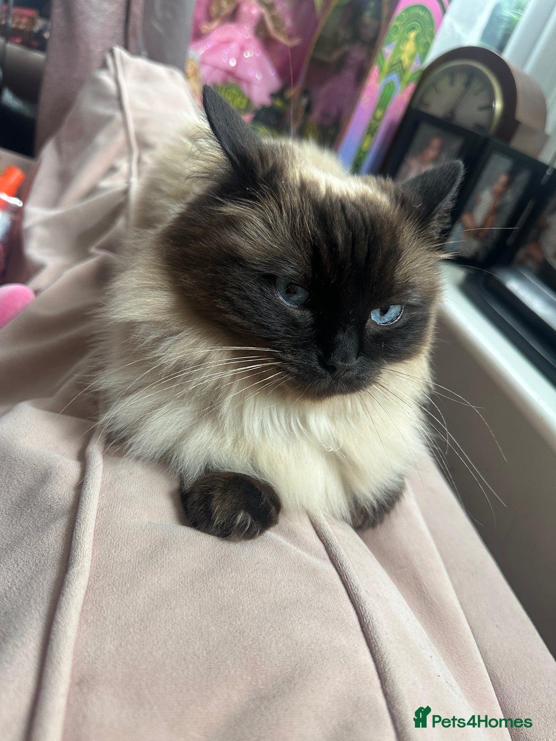 Ragdoll cats for sale: Seal point ragdoll cat  - Image 3