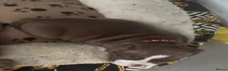 American Bully dogs for sale: Looking for there forever home - Advert 25