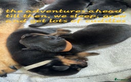 Rottweiler dogs for sale: Rottweiler puppies  - Image 18