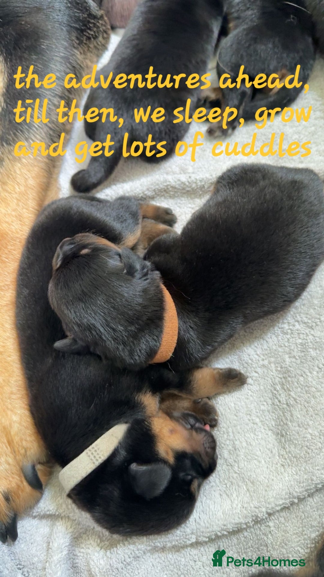 Rottweiler dogs for sale: Rottweiler puppies  - Image 18