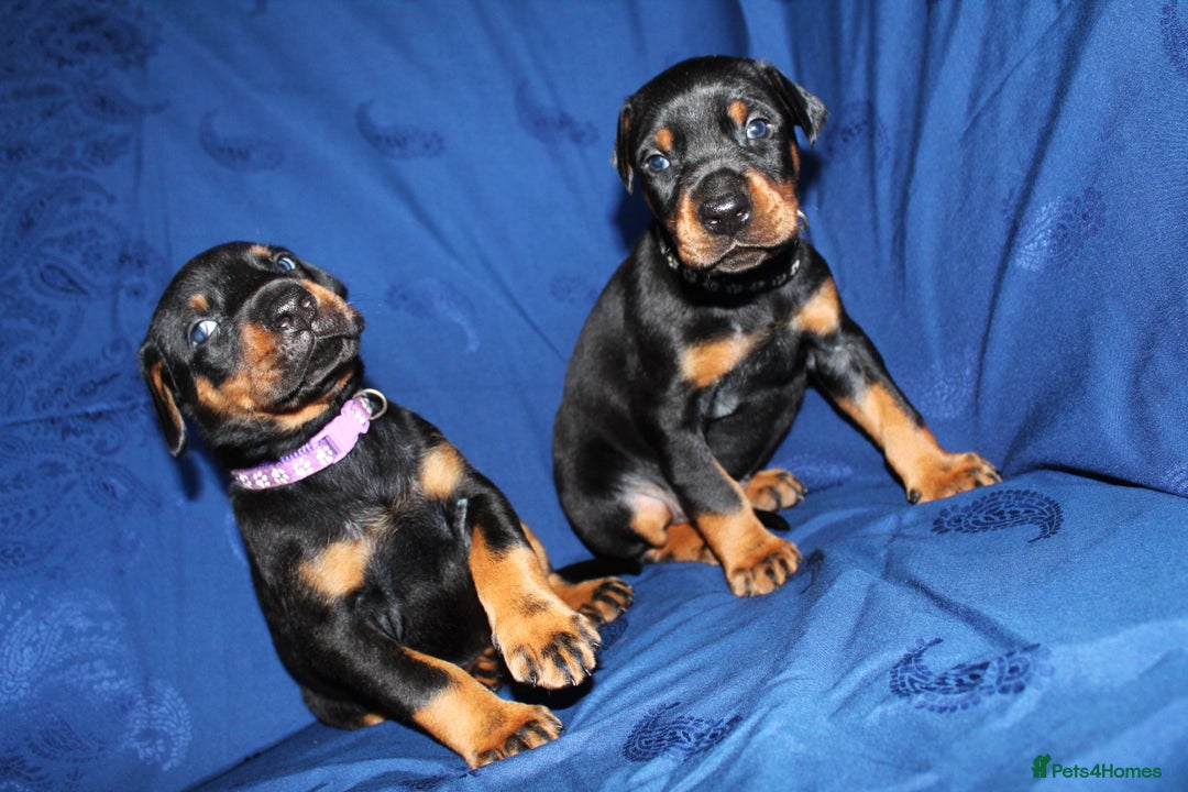 Dobermann dogs for sale: Best quality European Doberman Puppies  - Image 7