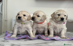 Golden Retriever dogs for sale: Fully health tested clear golden retriever puppies - Image 14