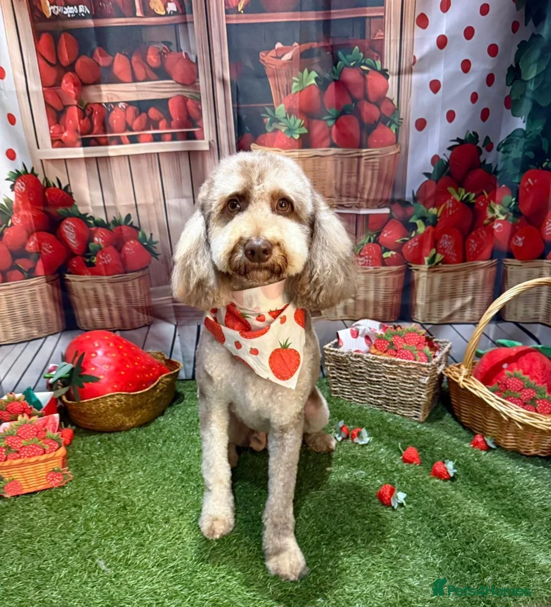 Cockapoo dogs for sale: Chocolate/Silver beige Multigen puppies - Advert 30