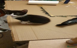 Mixed Breed cats for sale: Beautiful Siamese Cross Kittens - Image 5