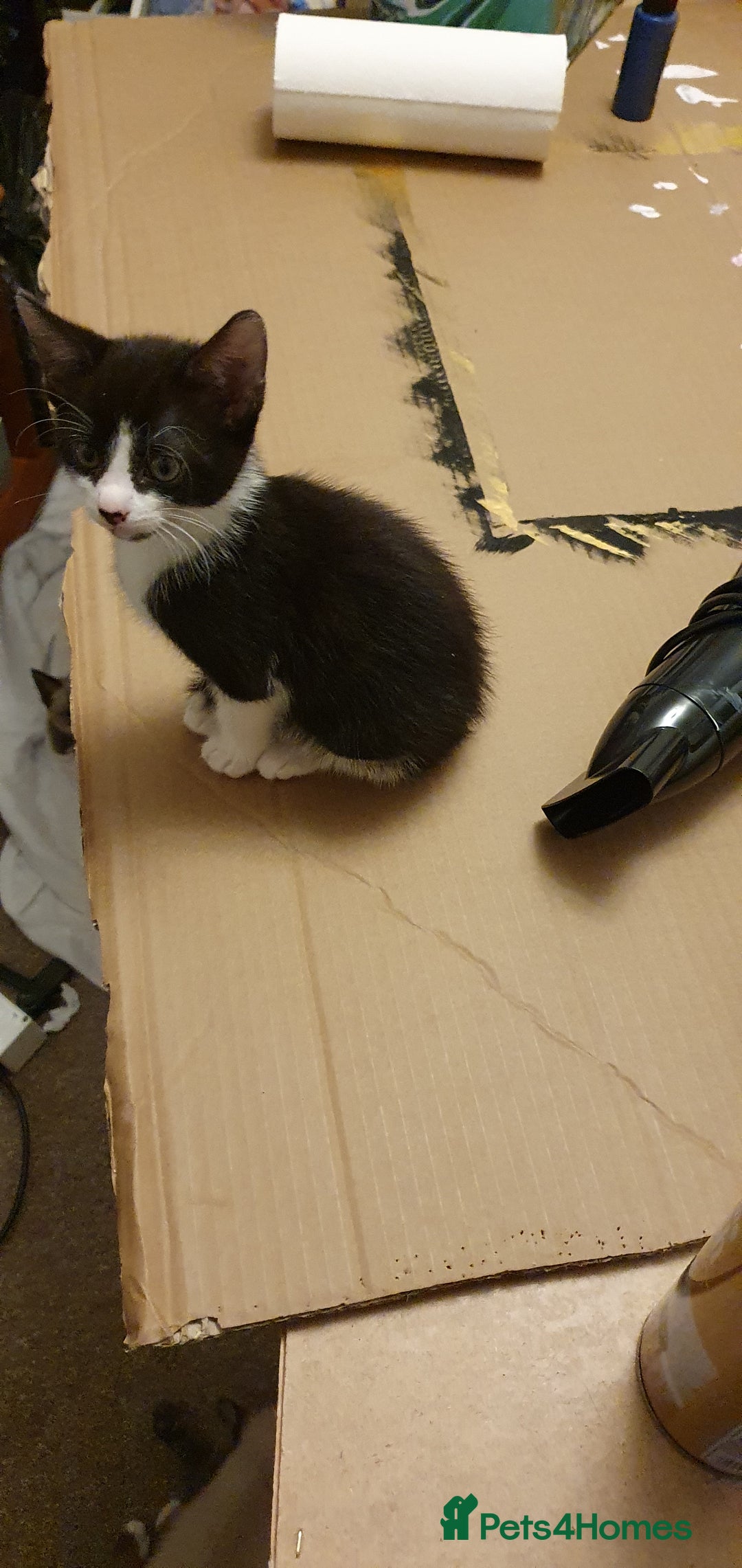 Mixed Breed cats for sale: Beautiful Siamese Cross Kittens - Image 5