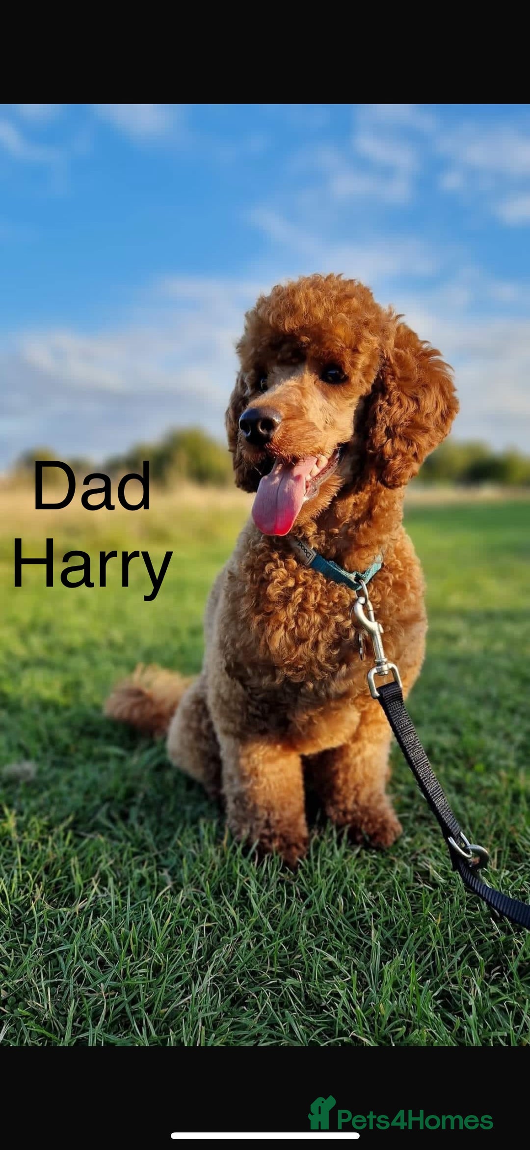 Miniature Poodle dogs for sale: KC Registered red miniature poodles  - Advert 17