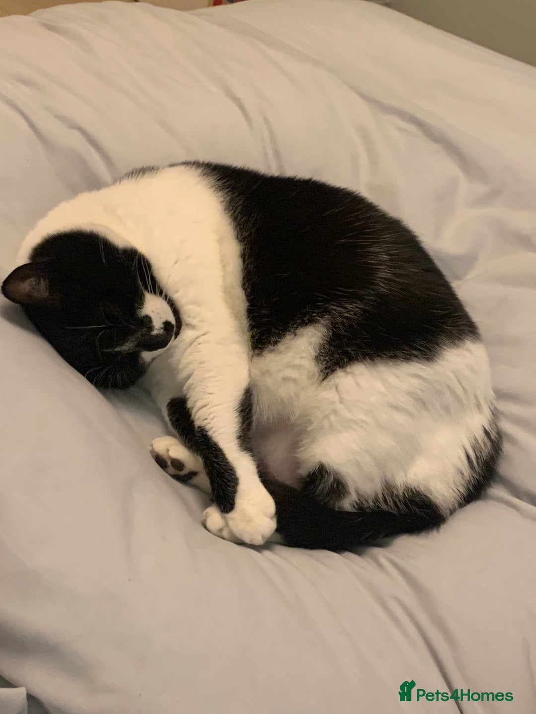 Domestic Shorthair cats for sale: 2 black & white sisters  - Advert 8