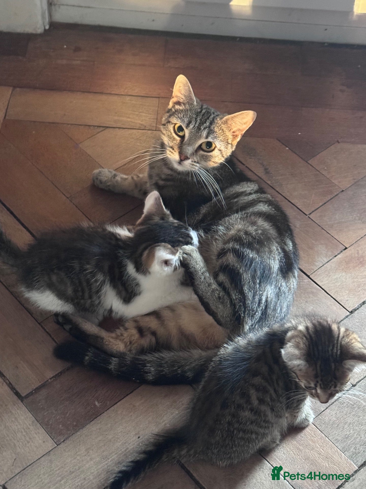 Domestic Shorthair cats Three tabby kittens for sale  - Advert 2