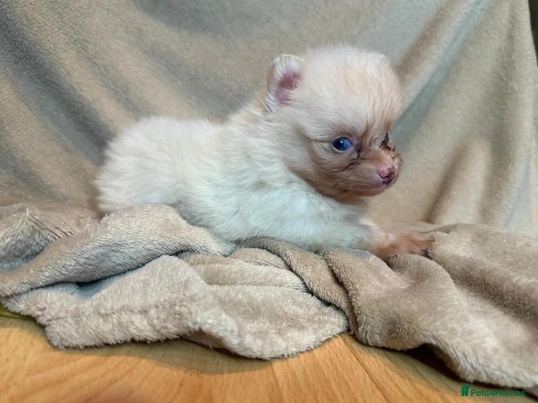 Pomeranian dogs for sale: 🐾 Adorable Merle Pomeranian Puppies for Sale 🐾 - Advert 38