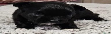 Chihuahua 1
