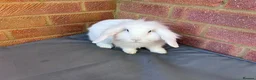 Mixed Breed rabbits for sale: Mixed breed Lionhead Lops  in Southampton - Advert 6