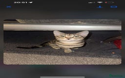 Mixed Breed cats for sale: Mixed Kitten  - Image 1