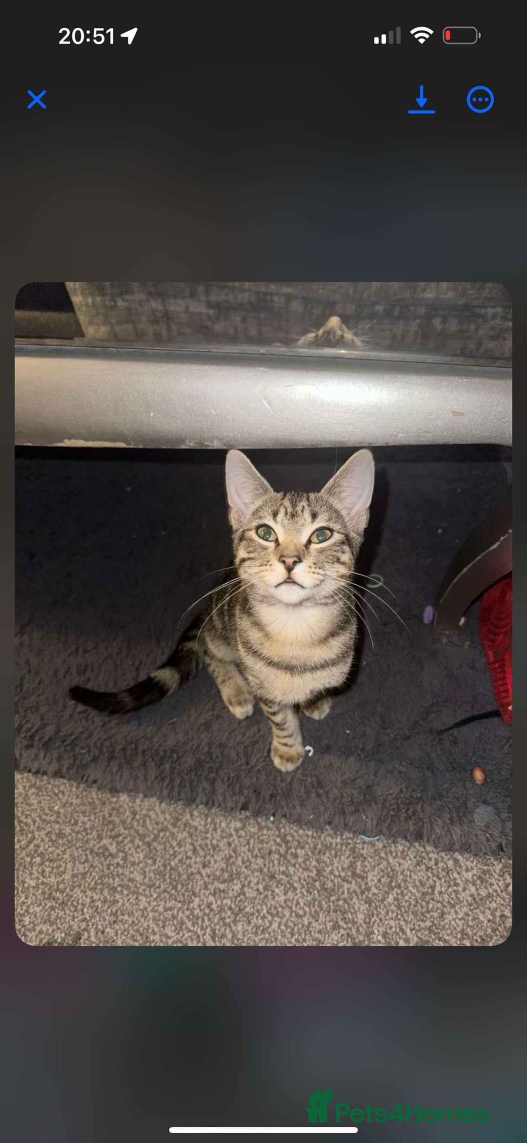 Mixed Breed cats for sale: Mixed Kitten  - Image 1