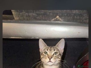 Mixed Breed cats for sale - Advert 1