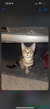 Mixed Breed cats - Advert 3