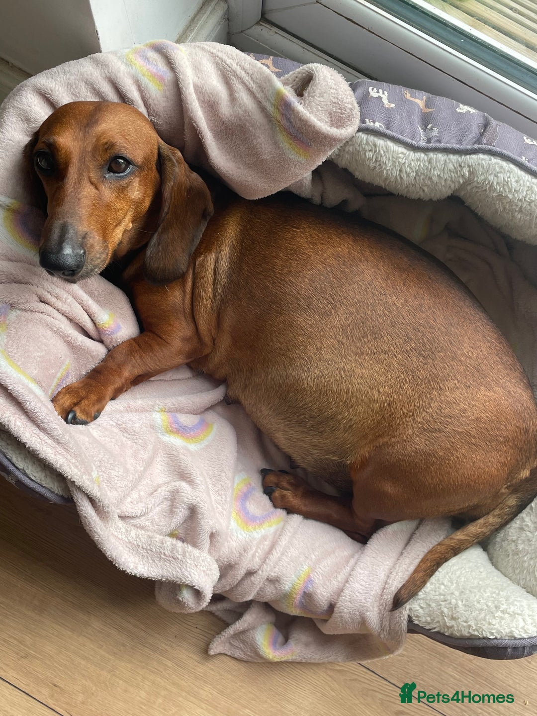 Dachshund dogs for sale: Bandit Beans  - Advert 3
