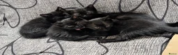 Mixed Breed cats for sale: Kitten  - Advert 7